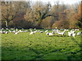 Sheep near Stockton