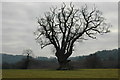 Mature oak tree