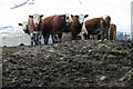 Cattle, Kaims of Airlie