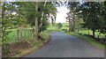 Beech lined road