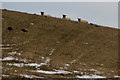 Sheep on the horizon, Baikie, Airlie