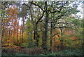 Autumnal colours, Sawpit Wood