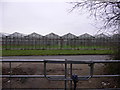 Greenhouses at Cranleigh