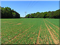 Farmland, Lambourn