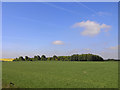 Farmland and plantation, East Hendred