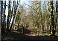 Footpath west through Cuckney Hay Wood