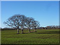 Five trees in a field by Lower Norton Lane