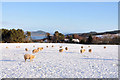 Sheep in Englishton Muir