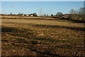 Harvested maize field, Tillington