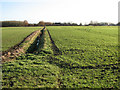 TF3617 : Ditch separating fields south of South Holland Main Drain by Evelyn Simak
