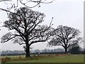 Winter trees, Thorpefield