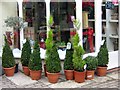 Topiary pots - Antelope Walk