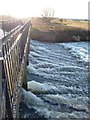 Weir, River Tame