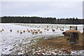 Sheep in the fields at Grigorhill