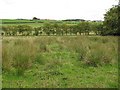 Wet grassland, Carluke