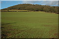 Winter cereals at Brinsop