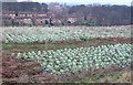 Cabbages off Boyne Hill, Chapelthorpe