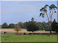 Farmland, Bentworth