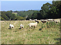 Pasture, Wivelrod, Bentworth