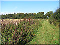 Footpath and farmland, Farringdon