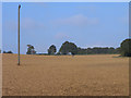 Farmland, Beech