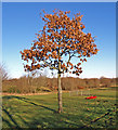 Oak Tree, Linwood