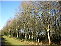 Birch trees in winter