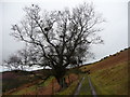 Tree beside the Clwydian Way