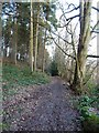 Bridleway in Shirlett High Park woods