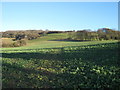 Footpath to Cauldham Lane