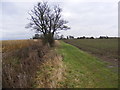 TM3766 : Footpath to the A12 Main Road by Geographer