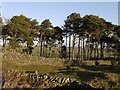 Trees near Redgate Head