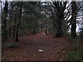 Through the trees in Tank Wood