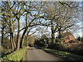 Oaks and houses, Smiths Lane