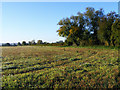 Farmland, Sydenham