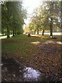 Autumnal scene in Bushy Park