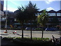 Palm trees on High Street, Esher