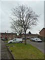 Winter trees in Sparsholt Close