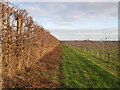 Farm track in an orchard