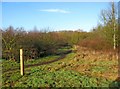 Path through a wooded area in Springfield Park