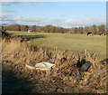 Cattle grazing, Green Lane Farm, Wentlooge Level