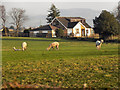 Alpacas Grazing At Low Crompton Farm