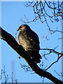 Buzzard, Garston Wood