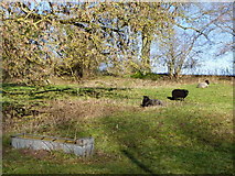 ST9614 : Black sheep, Minchington by Maigheach-gheal