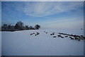 Sheep by the Rugby - Northampton Railway line