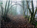 Track through Cranham Wood, Cranham