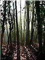 Trees in Cranham Wood