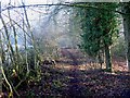 Further up the track in Cranham Wood, Cranham