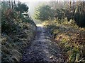 Track from Buckle Wood, Cranham