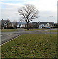 Tree inside The Ellipse, Griffithstown, Pontypool